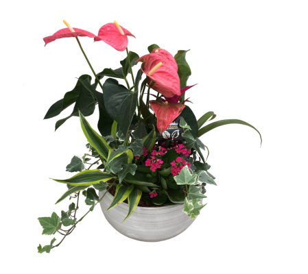 Tropical Dish Garden