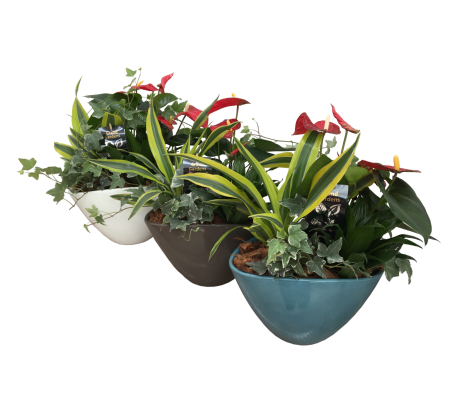 Medium Tropical Dish Garden