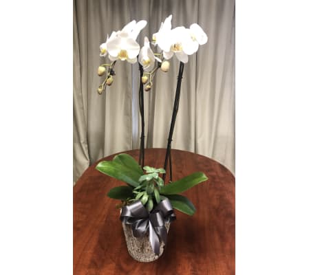 Large Orchid in Planter