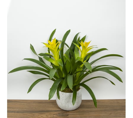 The Double Bromeliad