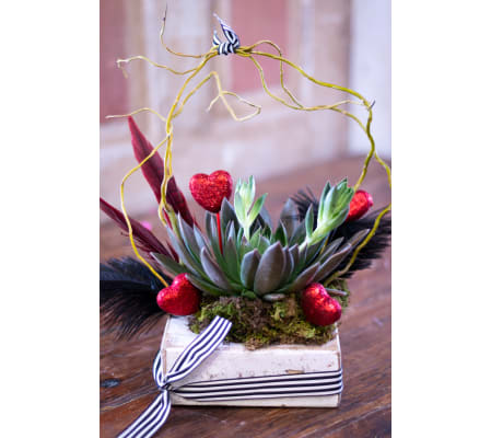 Shirley Temple Succulent