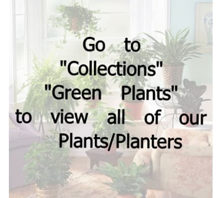 Green Plants/Planters