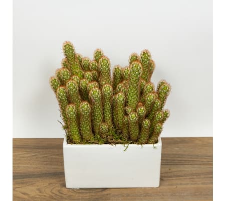 Cactus Tower