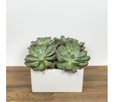 The Succulents