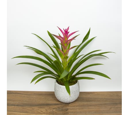 Single Bromeliad