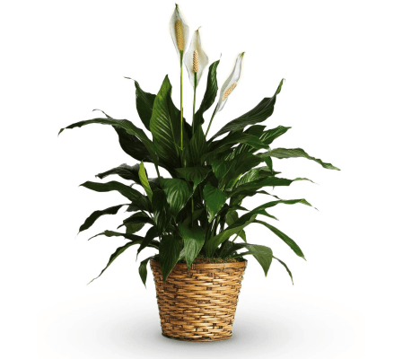 Simply Elegant Peace Lily Small