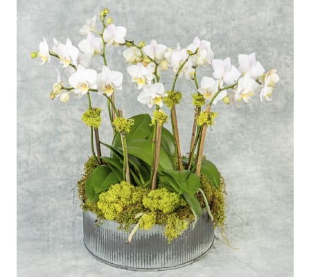 Mini Orchid Combo
