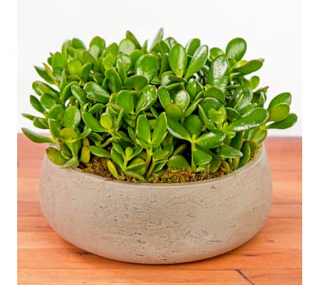 Jungle Jade