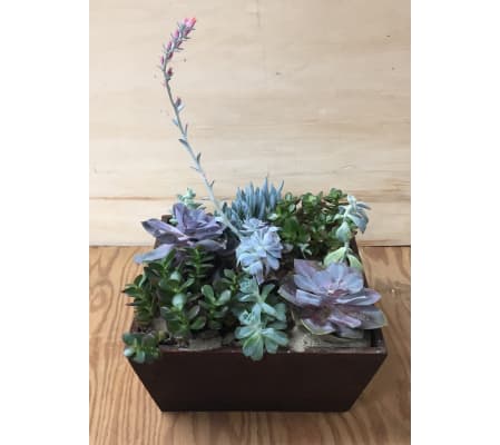 A Little Garden of Succulent