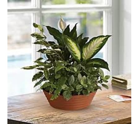 glorious plants