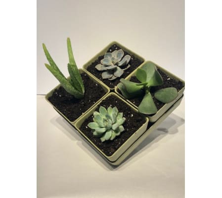 Sunny Succulent Planter