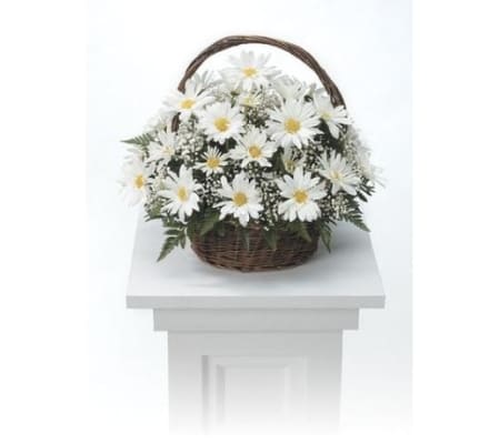 Pure Daisies