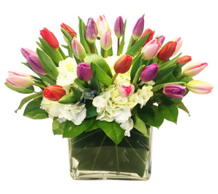 Classic Tulips