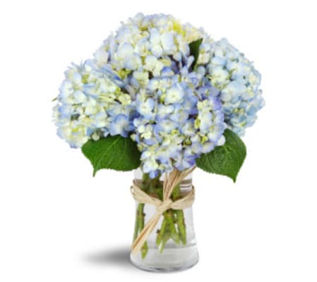 Classic Hydrangea