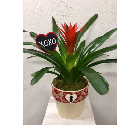 Blooming Beauty Bromeliad