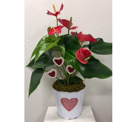 Sweet Anthurium Plant