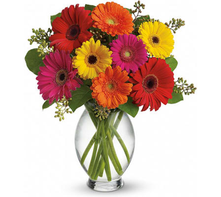 Knowles Gerbera Brights