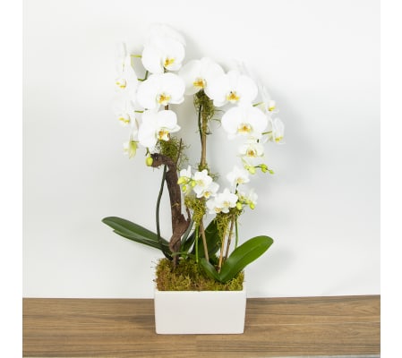 Orchid Deluxe