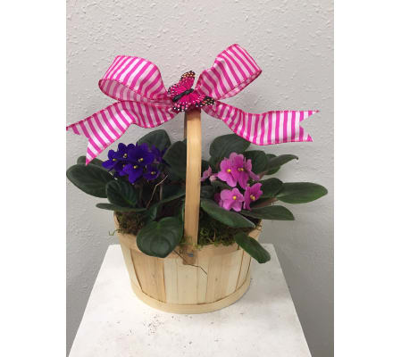 African Violet in Basket