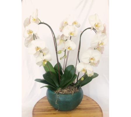 Fall in Love with Orchids