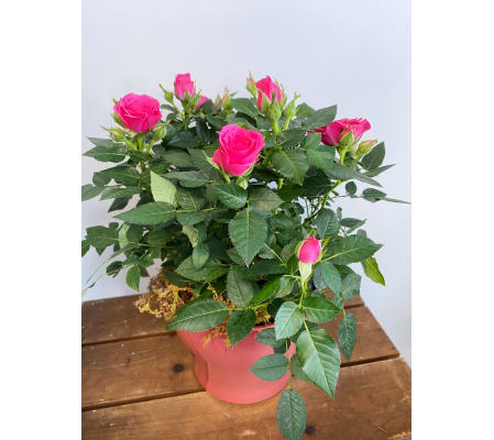 Romantic Rose Bush in Ceramic