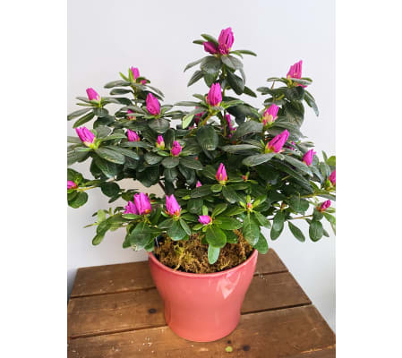 Adoring Azalea in Ceramic