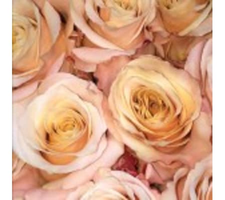 Dozen Pale Peach Roses Designed