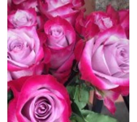 Dozen Lavender Roses Designed