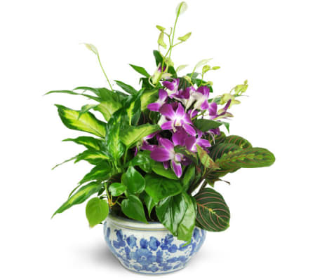 Sweet Memory Garden - Containers Vary