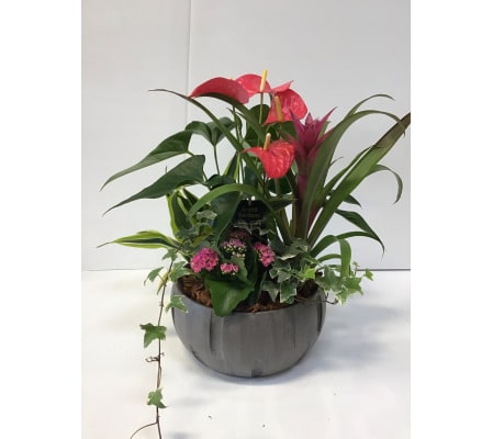 Anthurium Delight