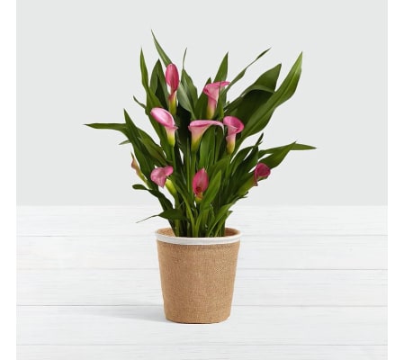Potted Calla Lily Plant