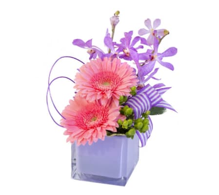 FSN - PINK GERBERAS & ORCHIDS