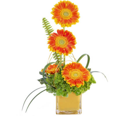 FSN - GERBERA SUNRISE