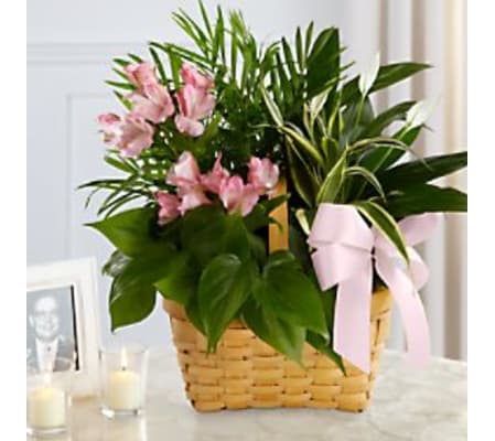 FTD Living Spirit Dish Garden