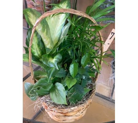 7 Inch dish Garden