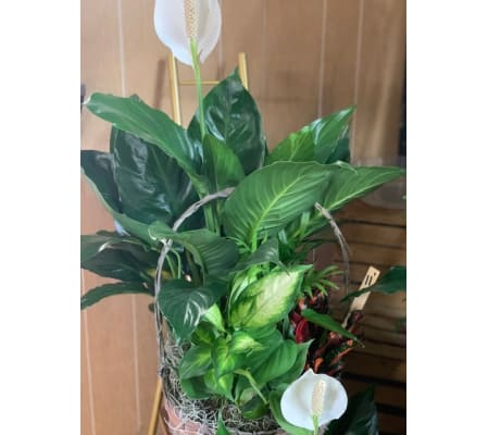 11 Inch Dish Garden