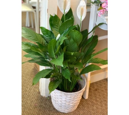 8 Inch Peace Lily