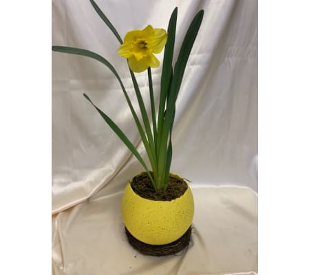 Yellow Daffodil in a Egg Shell container