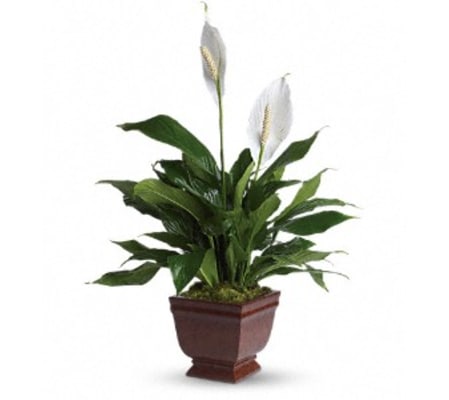 Teleflora's Lovely Spathiphyllum Plant