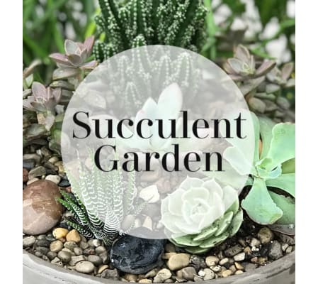 Cactus/Succulent