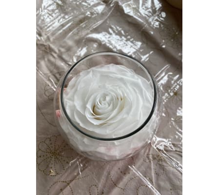 Preservative Rose White