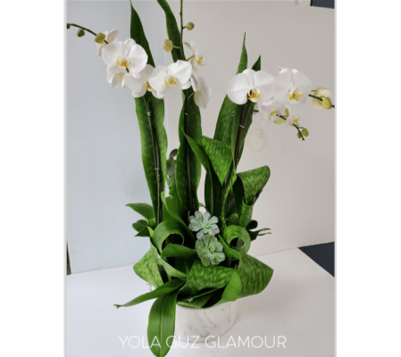 White Orchid Glamour