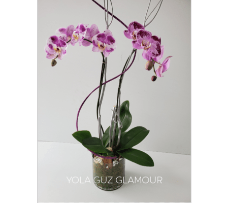 Luxurious Purple Orchid Plant