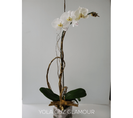 White Orchid Plant Glamour