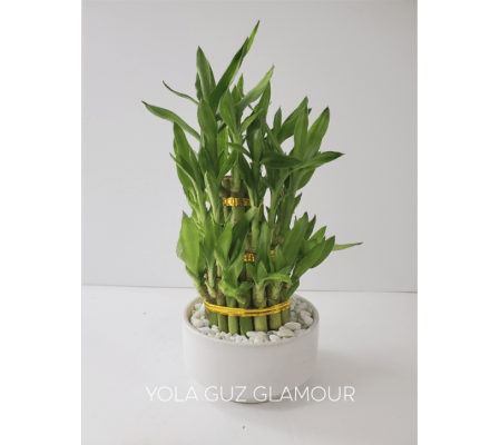 Lucky Bamboo in Ceramic