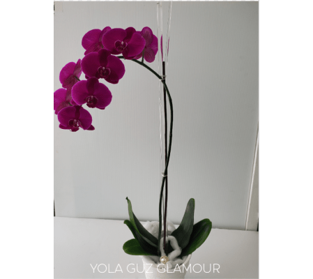 Purple Channel Orchid