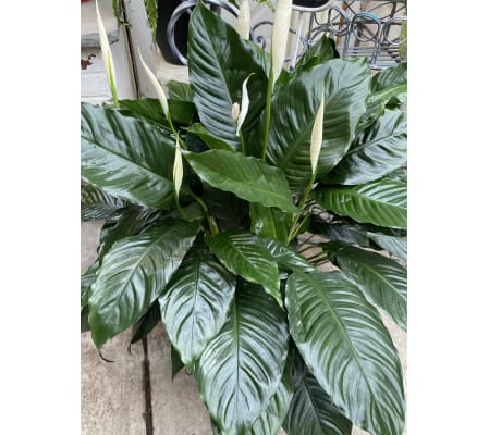 Large Peace Lily - floor plant