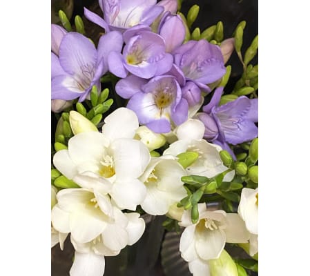 Bouquet of Freesia