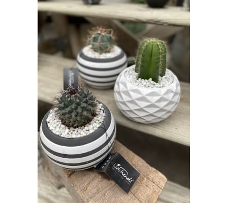 Cactus Planter - small