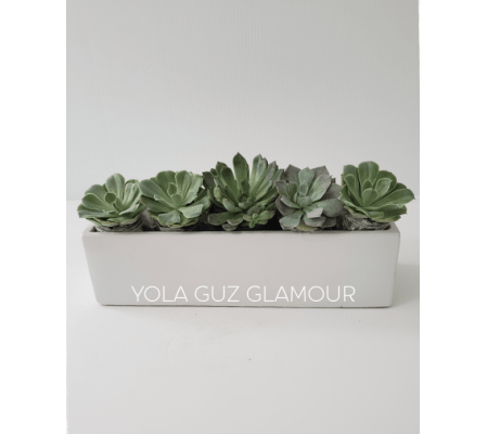 Succulents in Rectangular Vase